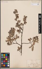 Foto von Salix aurita L.